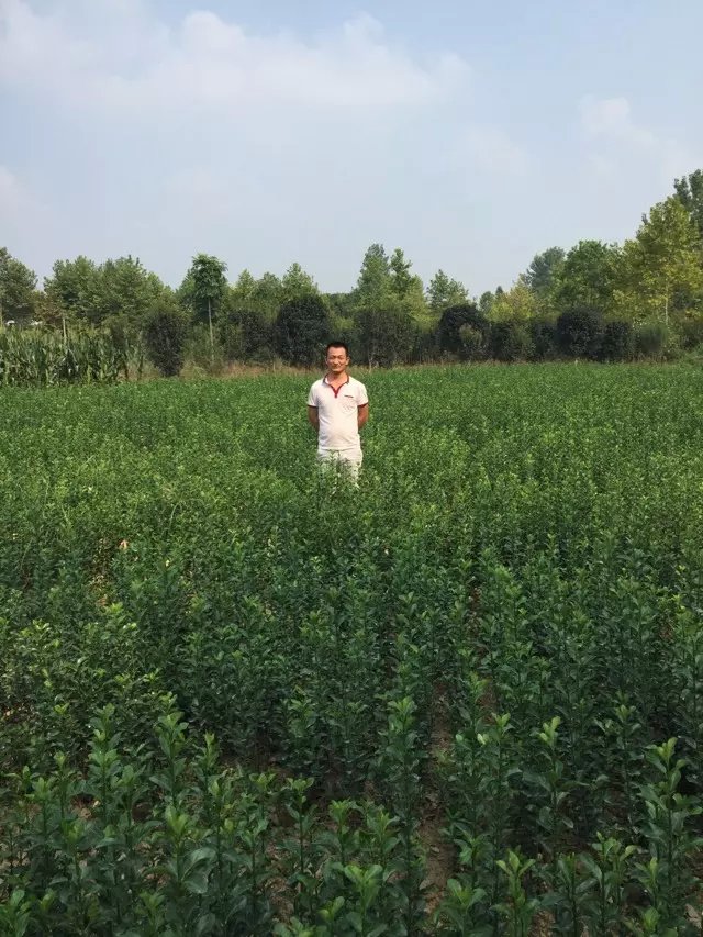 大葉黃楊苗圖片/大葉黃楊苗樣板圖 (2)