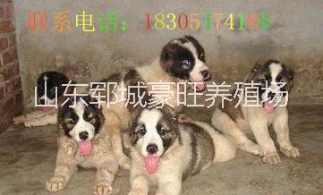 肉狗養(yǎng)殖圖片/肉狗養(yǎng)殖樣板圖 (4)