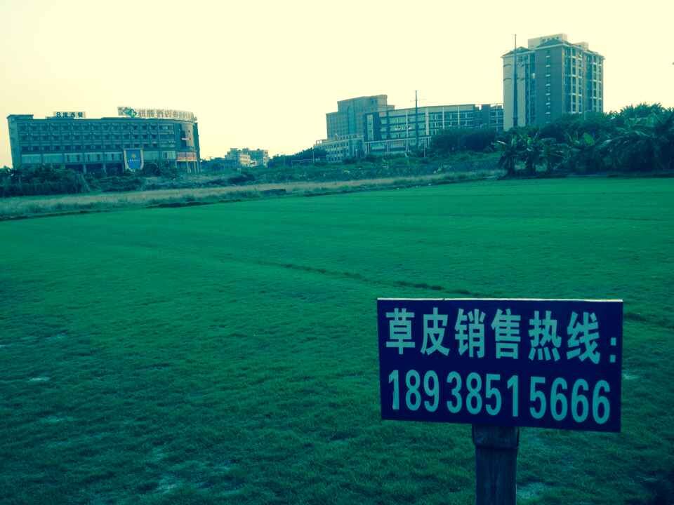 供應用于園林地被草的深圳臺灣草皮 。 東莞、惠州【綠茵緣】草皮基地批發(fā)規(guī)格24cm