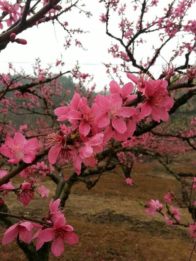 1年生鷹嘴桃小苗圖片/1年生鷹嘴桃小苗樣板圖 (4)