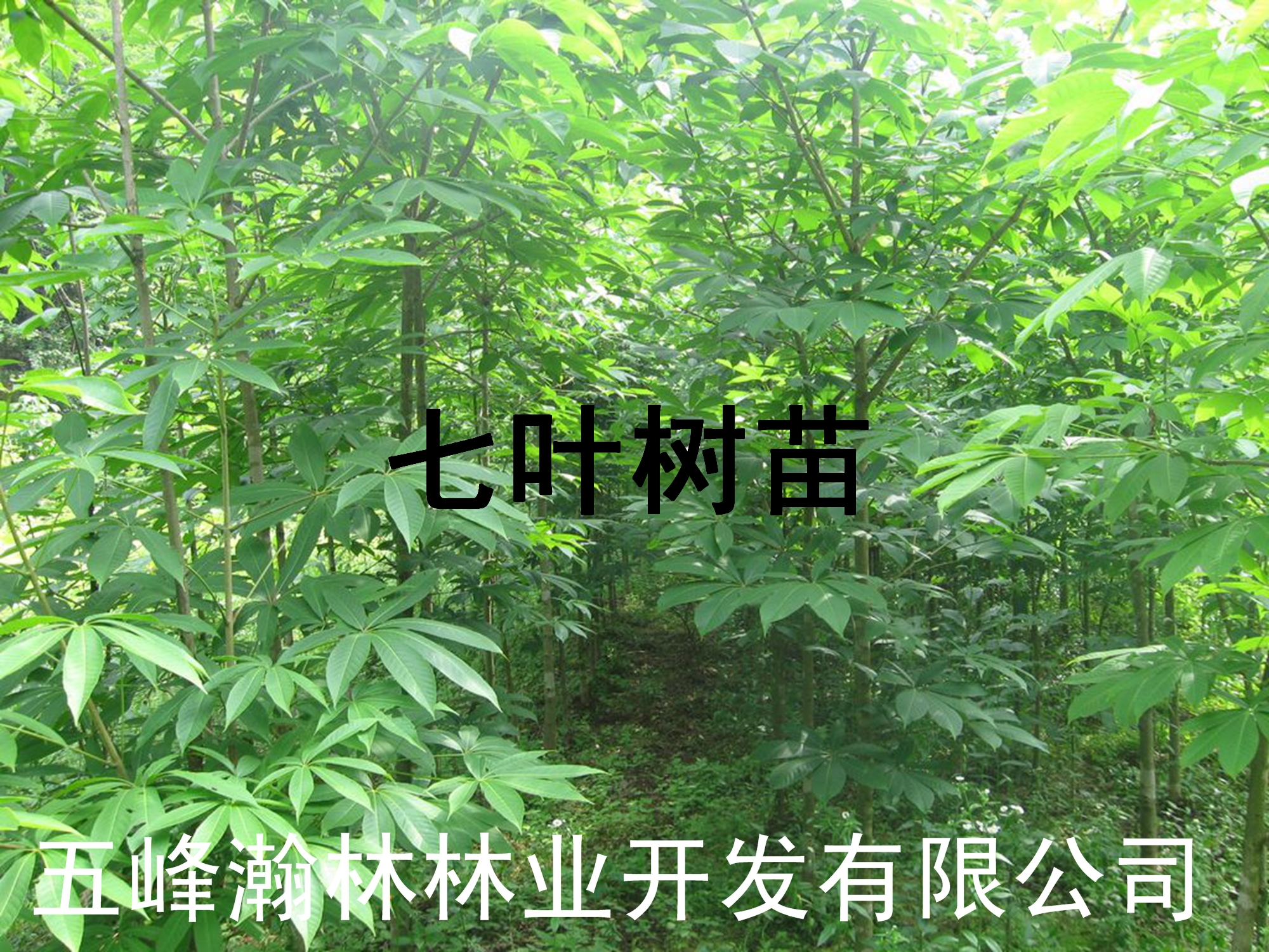 栽培技術(shù)圖片/栽培技術(shù)樣板圖 (2)