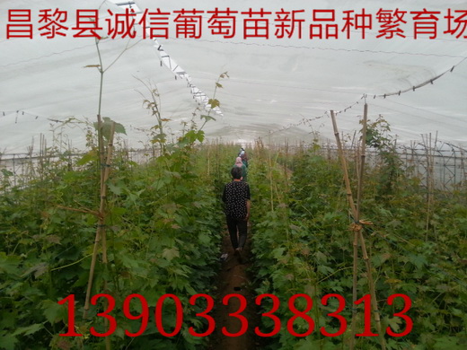 供應(yīng)用于吃的河北夏黑芽變葡萄苗哪家好，夏黑芽變葡萄苗基地，夏黑芽變葡萄苗報(bào)價(jià)
