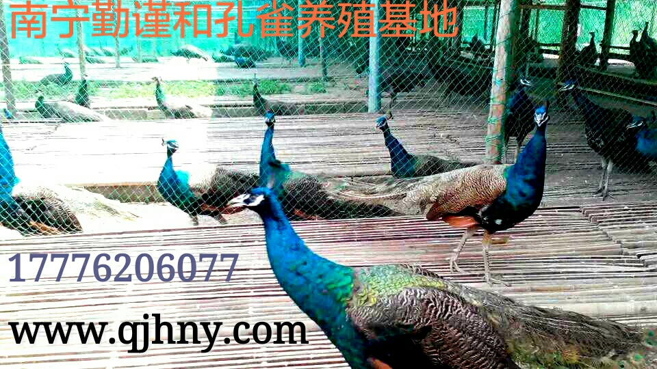 孔雀苗圖片/孔雀苗樣板圖 (4)