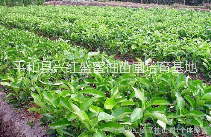 蜜柚苗圖片/蜜柚苗樣板圖 (2)