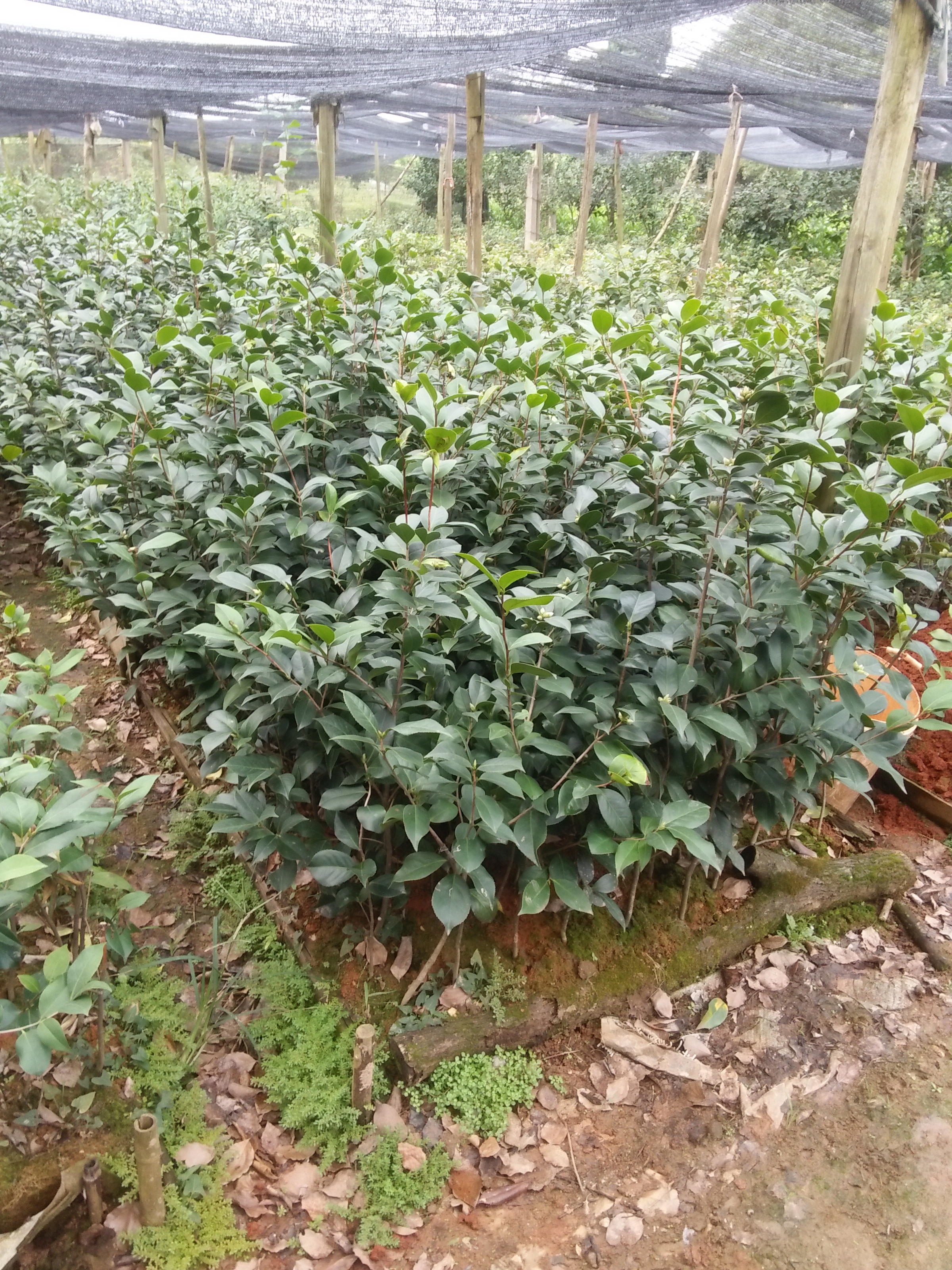 茶花树价格图片