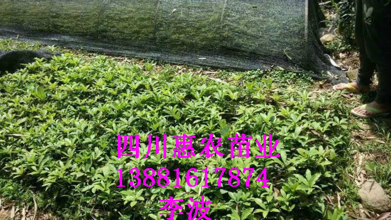 老鷹茶圖片/老鷹茶樣板圖 (2)