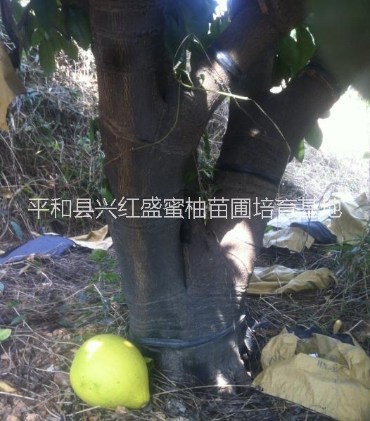 平和三年結(jié)果蜜柚母樹大果樹苗出售圖片/平和三年結(jié)果蜜柚母樹大果樹苗出售樣板圖 (3)