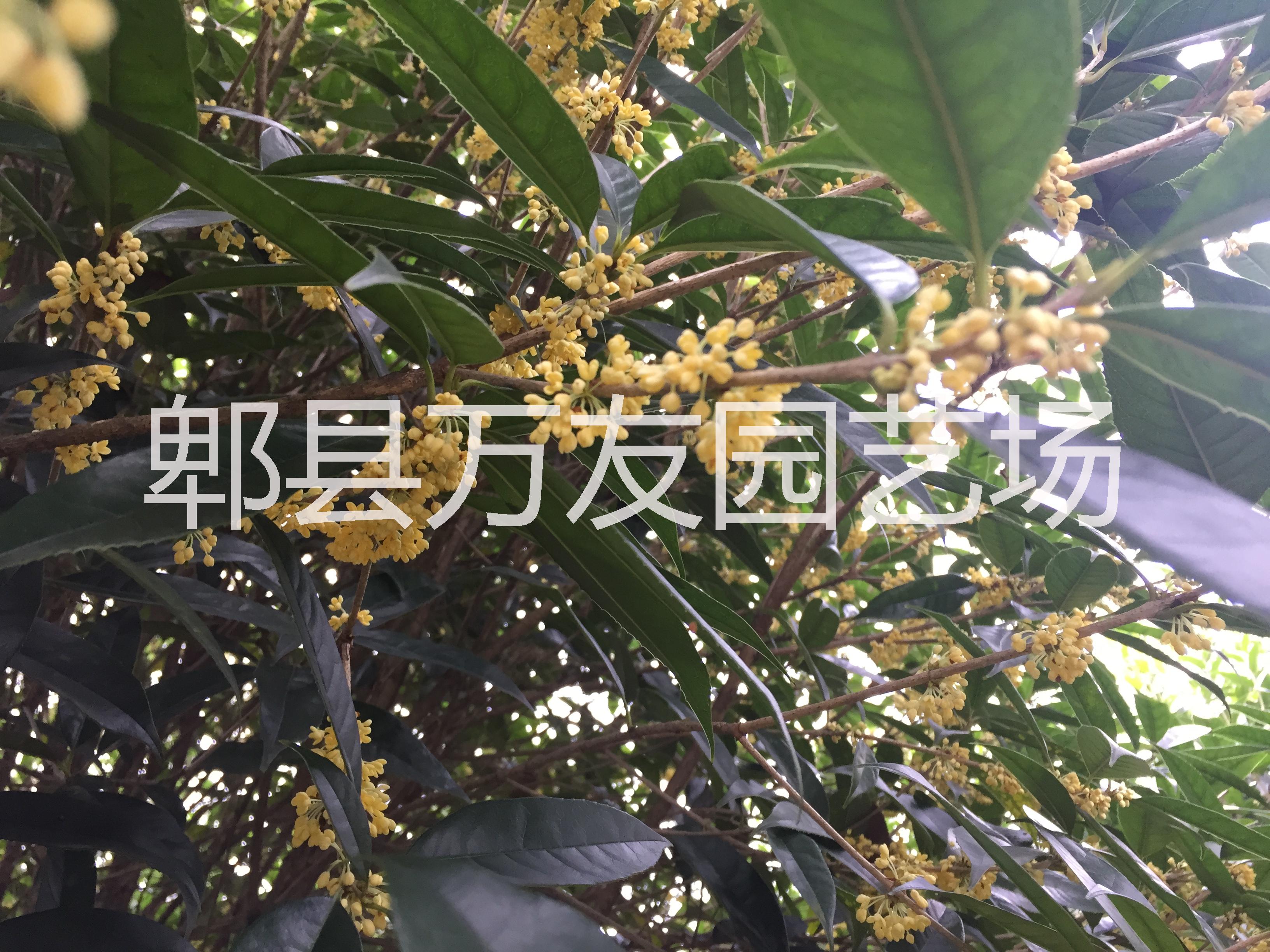 成都高桿桂花圖片/成都高桿桂花樣板圖 (4)