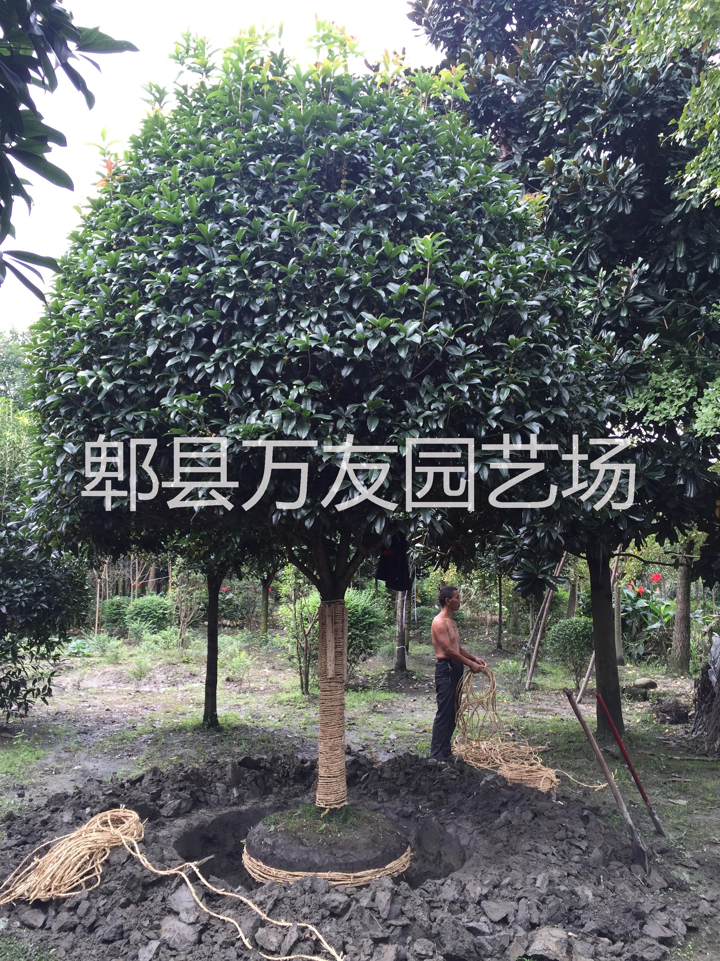 成都高桿桂花圖片/成都高桿桂花樣板圖 (1)