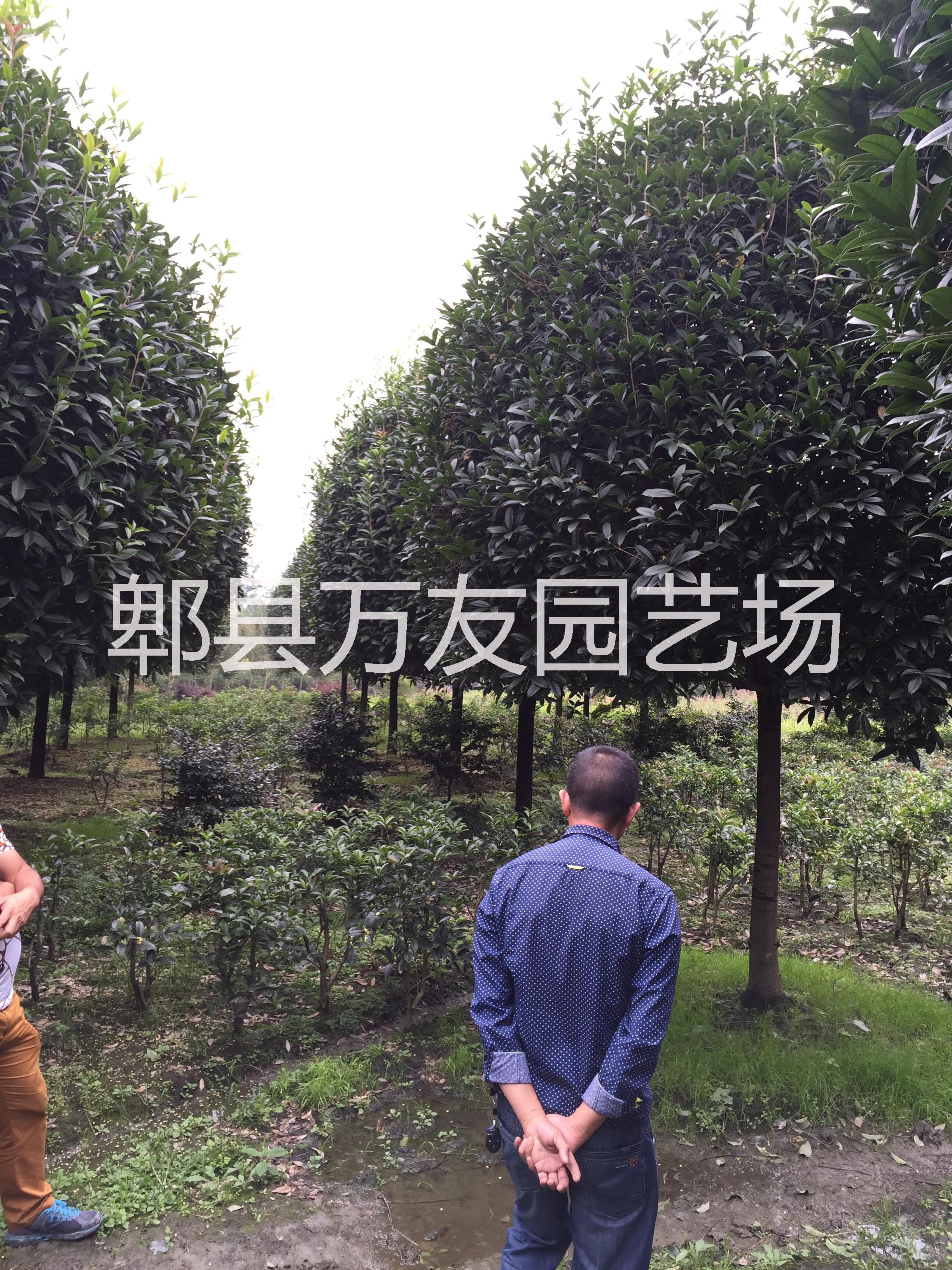 高桿桂花基地/高桿桂花批發(fā)圖片