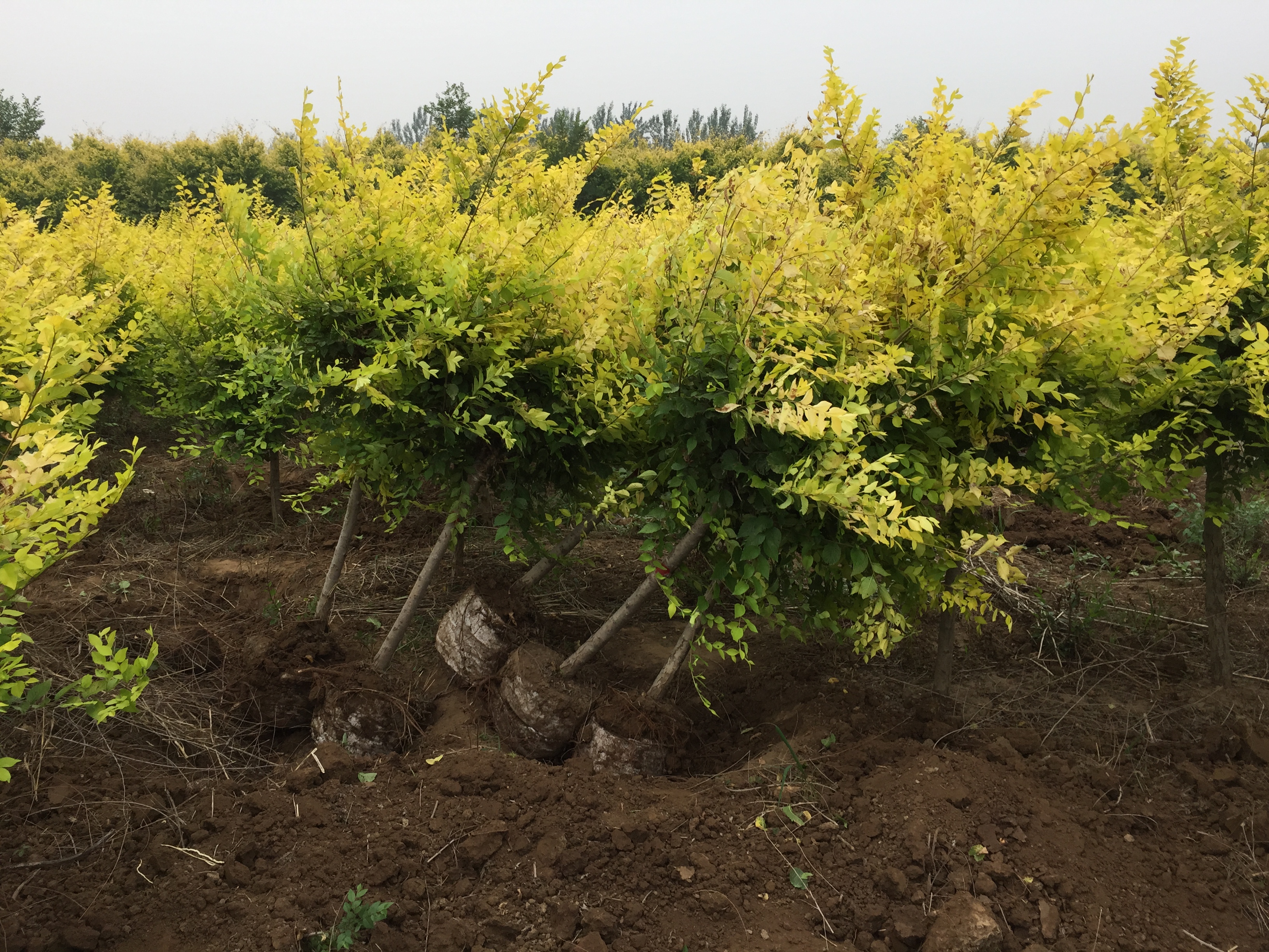 供应保定金叶榆 金叶榆嫁接苗 金叶榆，金叶榆种植基地