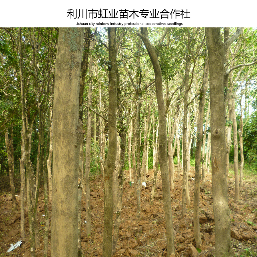 瓜子黃楊圖片/瓜子黃楊樣板圖 (2)