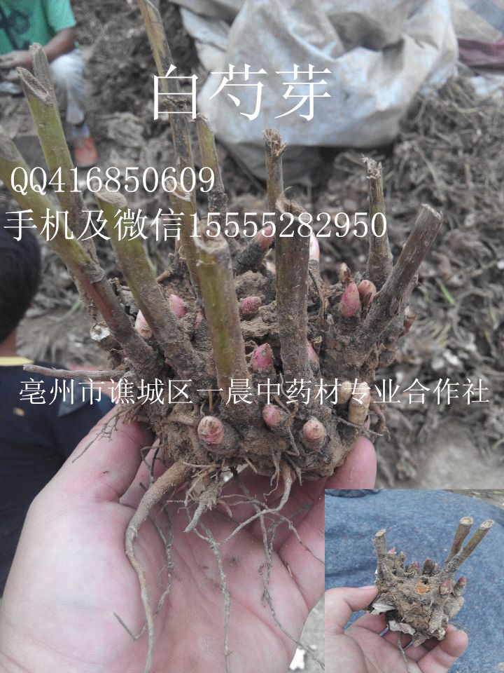 白芍白芍芽子图片