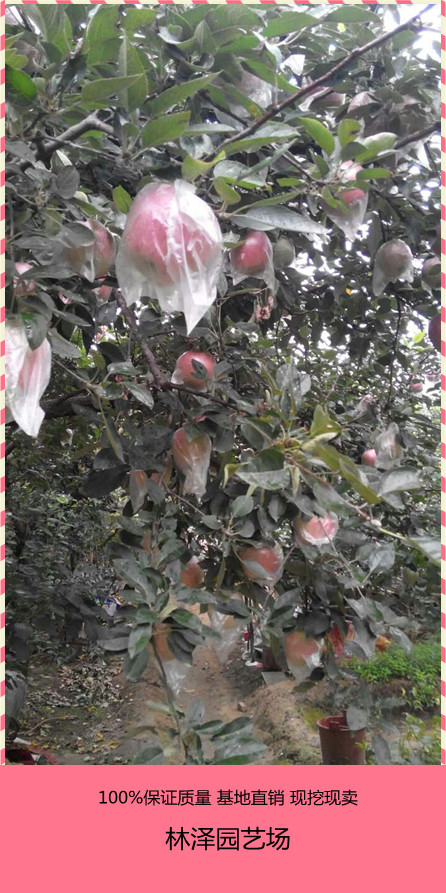 嫁接蘋果苗圖片/嫁接蘋果苗樣板圖 (3)