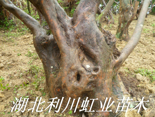 杜鵑圖片/杜鵑樣板圖 (4)
