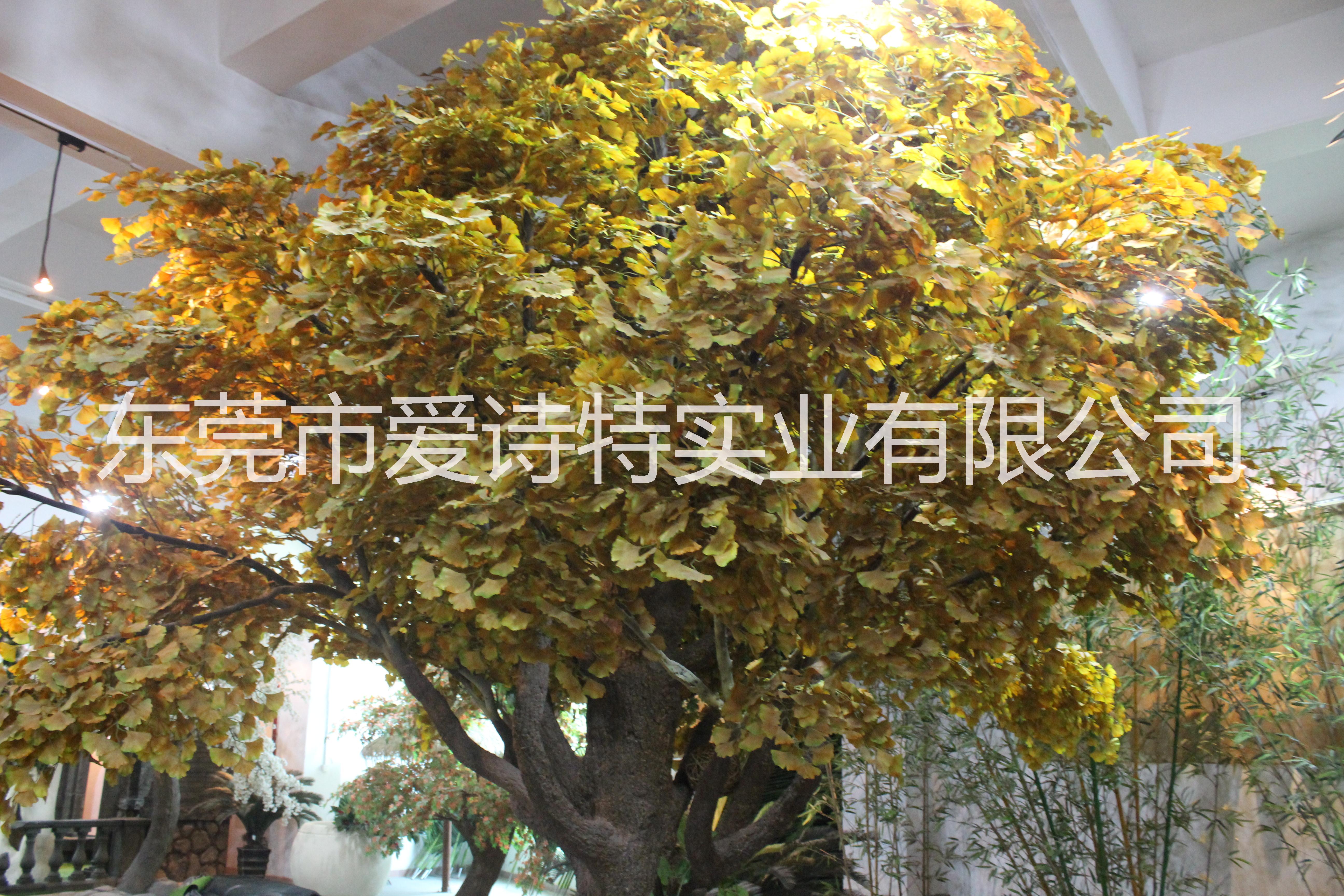 銀杏樹圖片/銀杏樹樣板圖 (4)