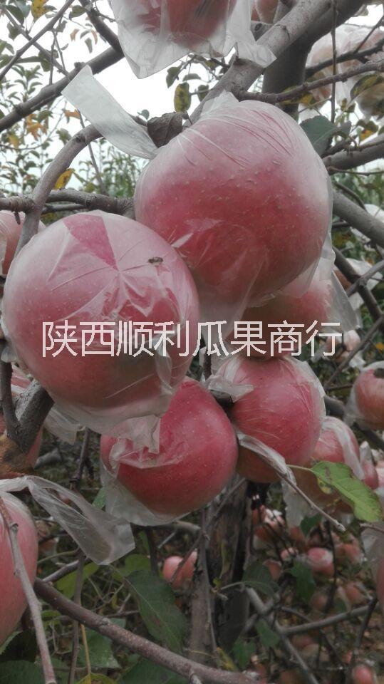 大荔縣膜袋紅富士蘋(píng)果價(jià)格-大荔縣兩宜鎮(zhèn)順利果品商行批發(fā)