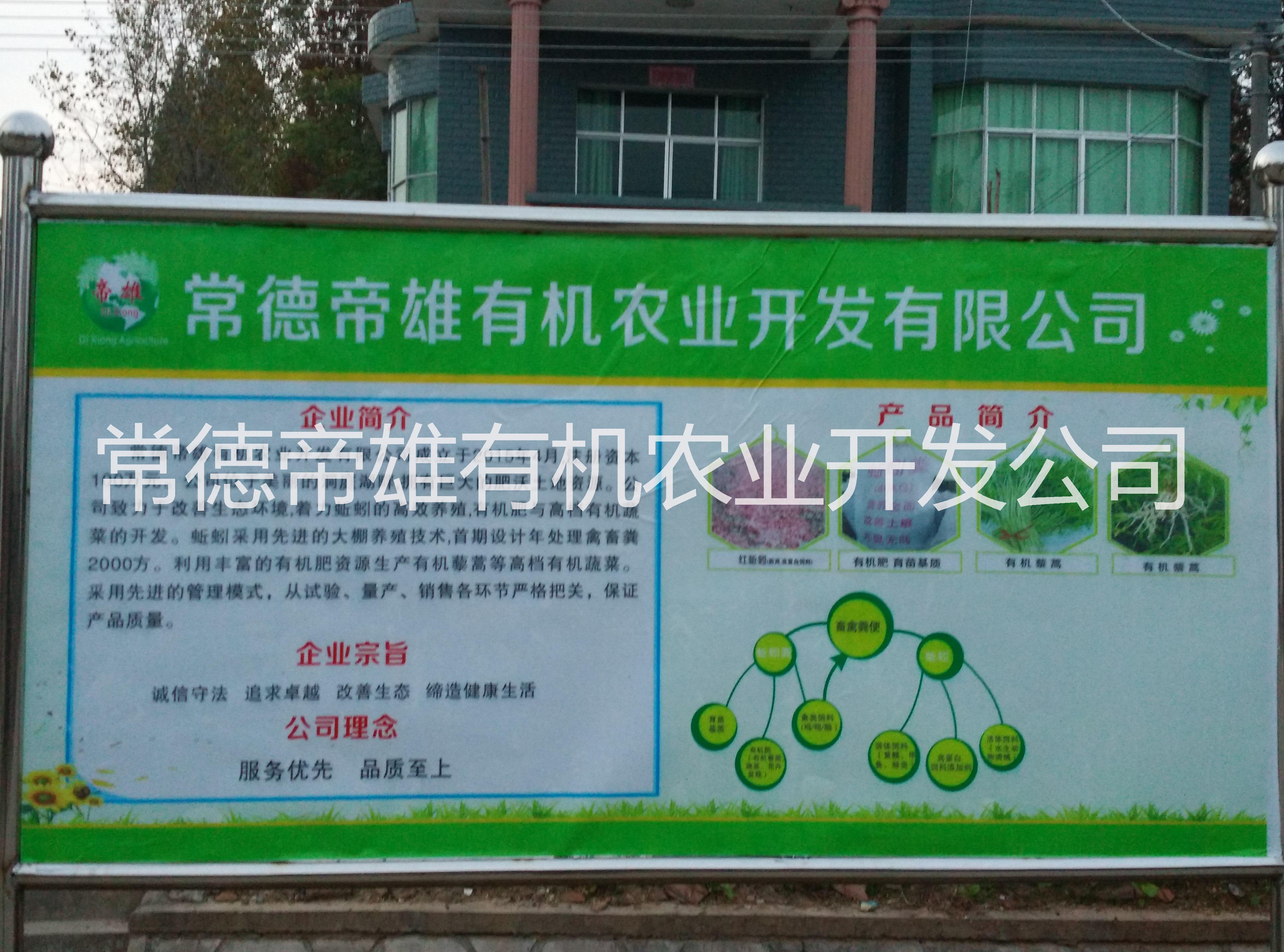 蚯蚓圖片/蚯蚓樣板圖 (4)