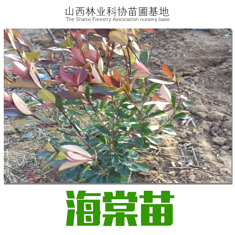 山西海棠苗批發(fā)基地圖片/山西海棠苗批發(fā)基地樣板圖 (2)