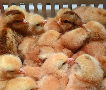 笨雞苗圖片/笨雞苗樣板圖 (3)