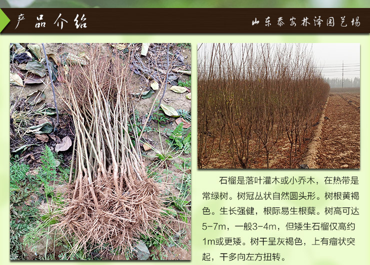 石榴苗圖片/石榴苗樣板圖 (1)