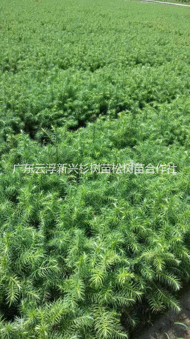 杉苗圖片/杉苗樣板圖 (2)