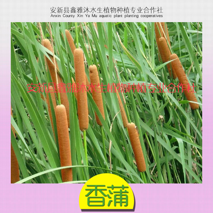供應濕地香蒲種植方法 濕地香蒲種植公園香蒲種植 基地培育圖片