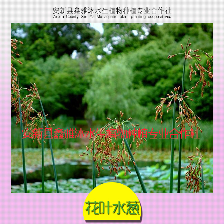 供应安阳水葱种植合作社，荷花，睡莲，香蒲，芦苇，生态浮岛，千屈菜，水生鸢尾，美人蕉等图片