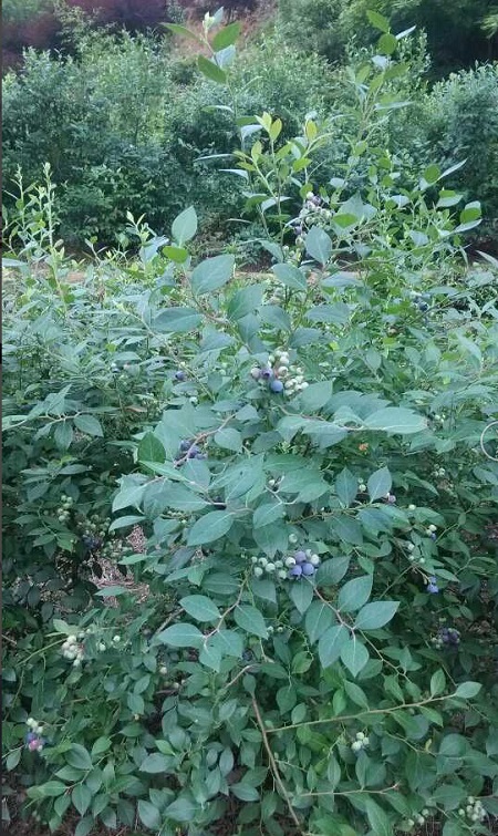 藍(lán)莓小苗圖片/藍(lán)莓小苗樣板圖 (4)