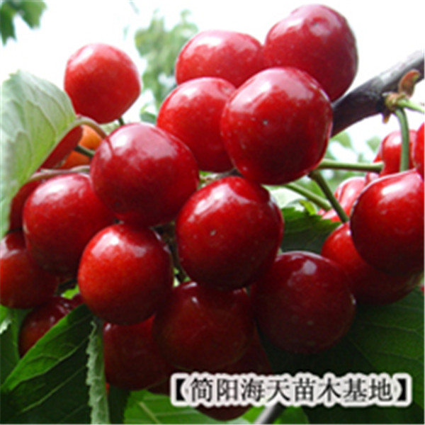 供應(yīng)用于果樹的什么車?yán)遄用绾?汶川車?yán)遄庸麡涿?  src=