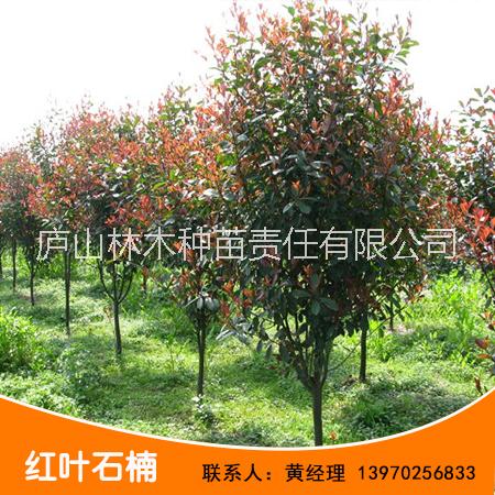 紅葉石楠圖片/紅葉石楠樣板圖 (2)