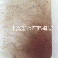 鰻魚魚苗圖片/鰻魚魚苗樣板圖 (3)