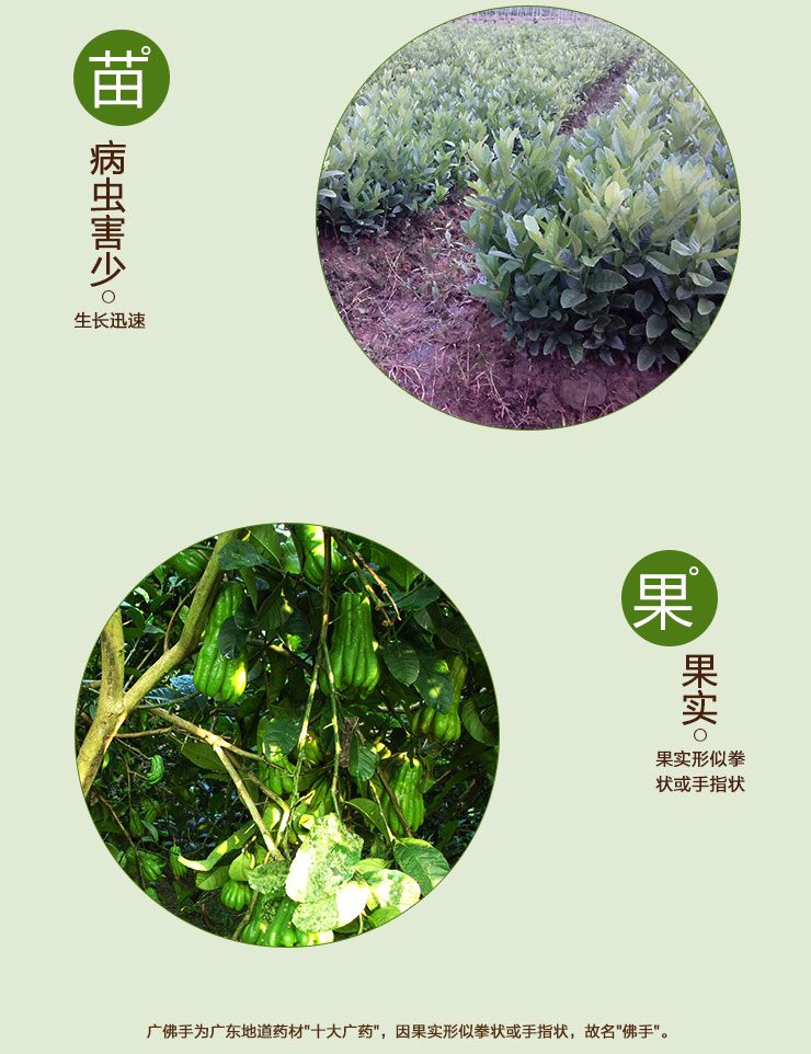 佛手苗圖片/佛手苗樣板圖 (3)