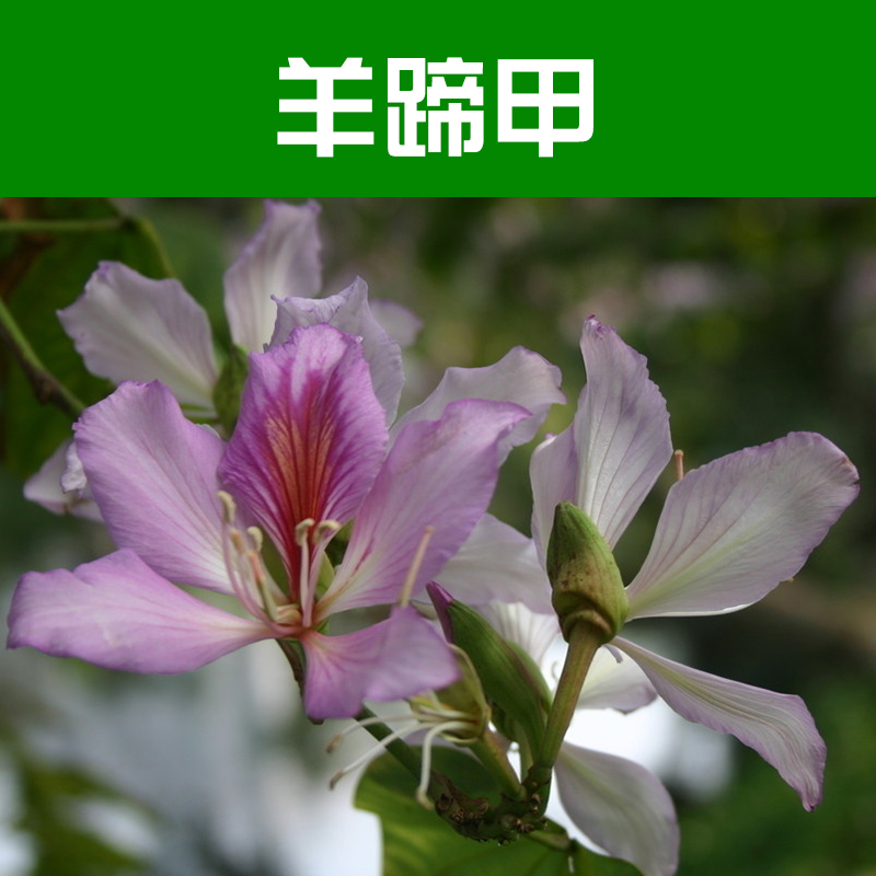 苗木基地圖片/苗木基地樣板圖 (2)
