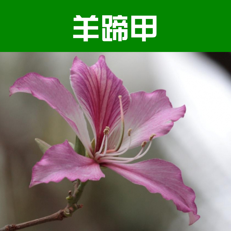 苗木基地圖片/苗木基地樣板圖 (1)
