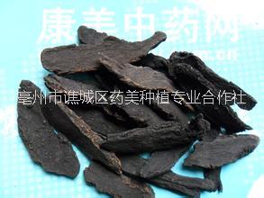 玄參種苗圖片/玄參種苗樣板圖 (4)