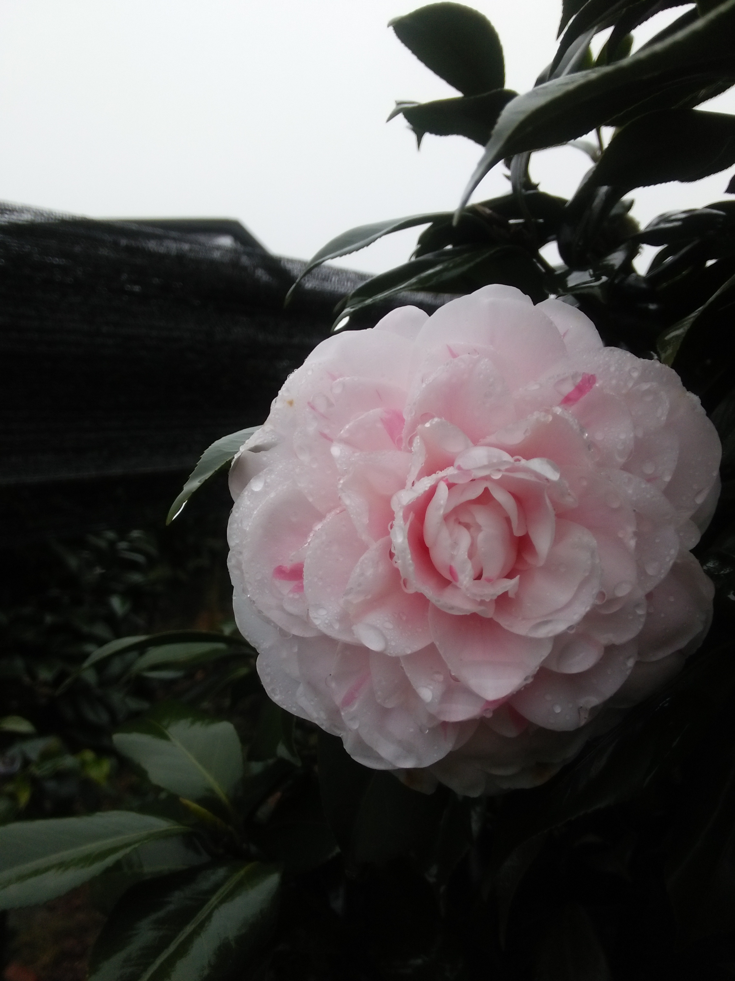 茶花圖片/茶花樣板圖 (4)