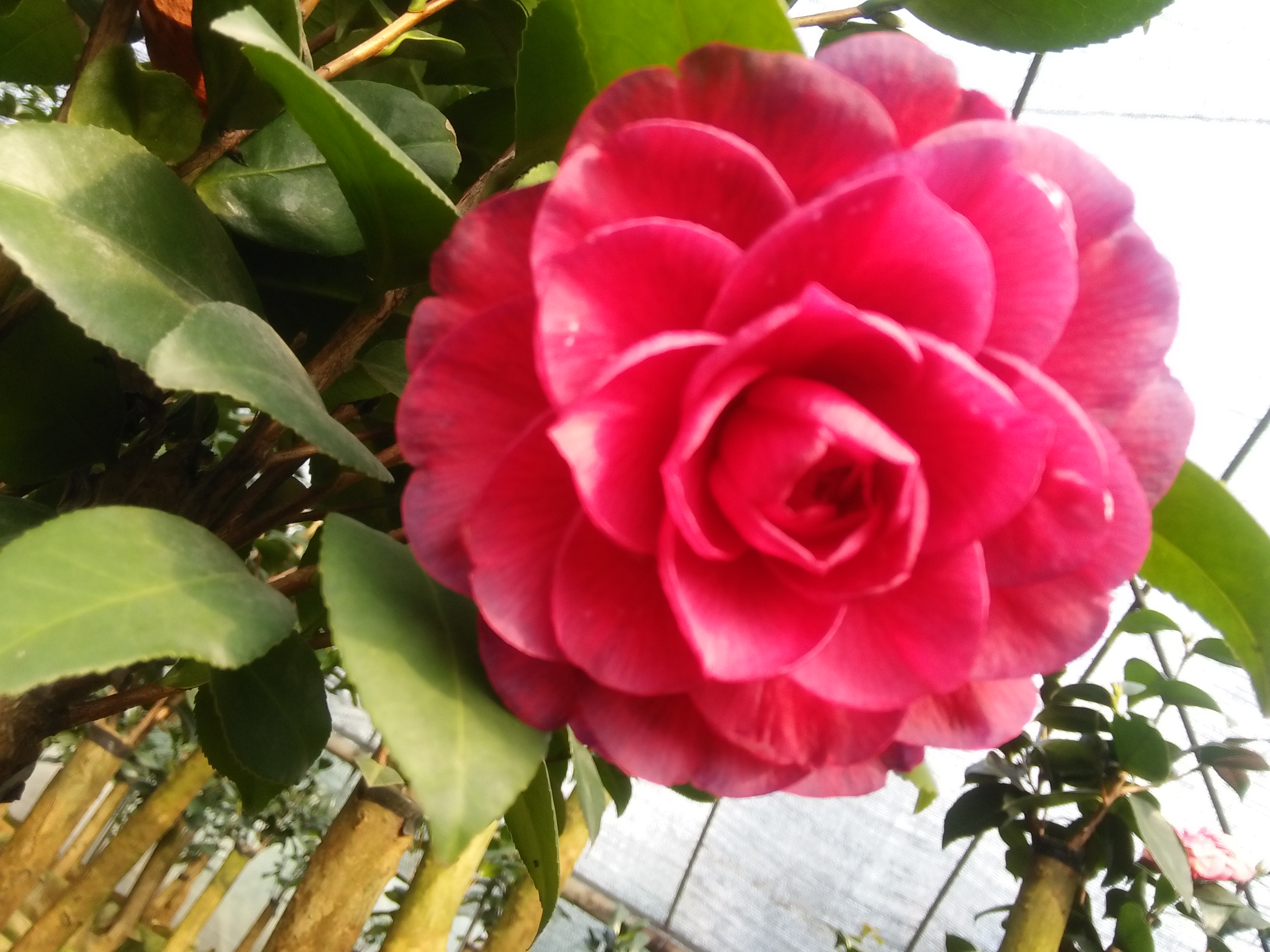 山茶花圖片/山茶花樣板圖 (4)