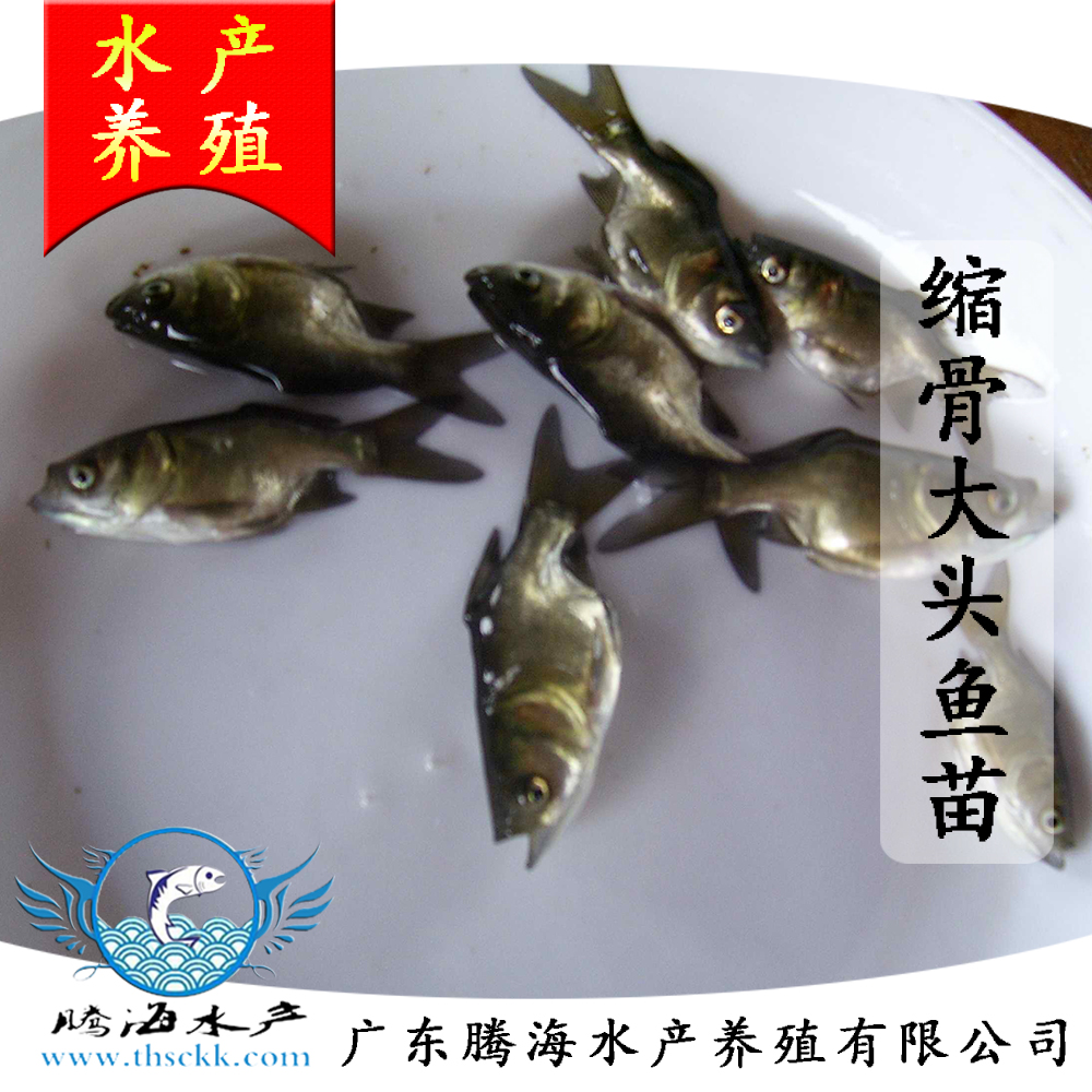 大頭魚苗圖片/大頭魚苗樣板圖 (1)