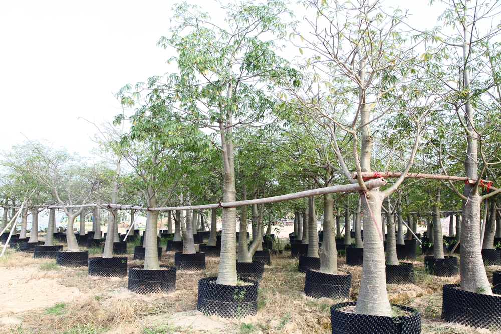 供应龙海非洲猴面包树 面包树落叶 景观植物|绿化植物|多浆植物厂家的图片