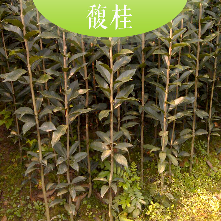 馥桂圖片/馥桂樣板圖 (3)