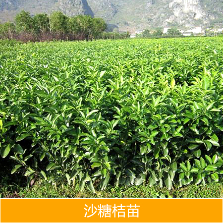 沙糖桔圖片/沙糖桔樣板圖 (4)