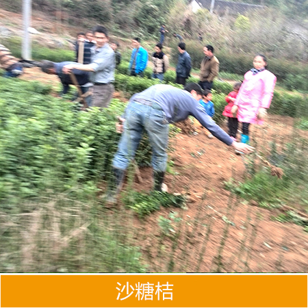 沙糖桔圖片/沙糖桔樣板圖 (3)