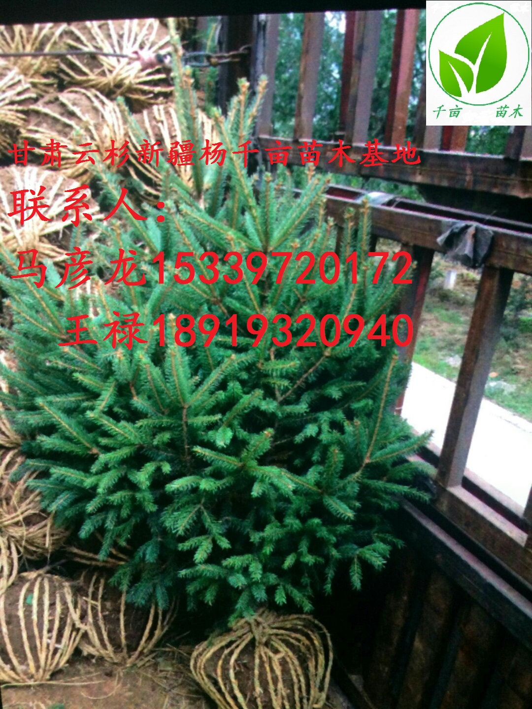 甘肅云杉、云杉在哪里、甘肅云杉圖片