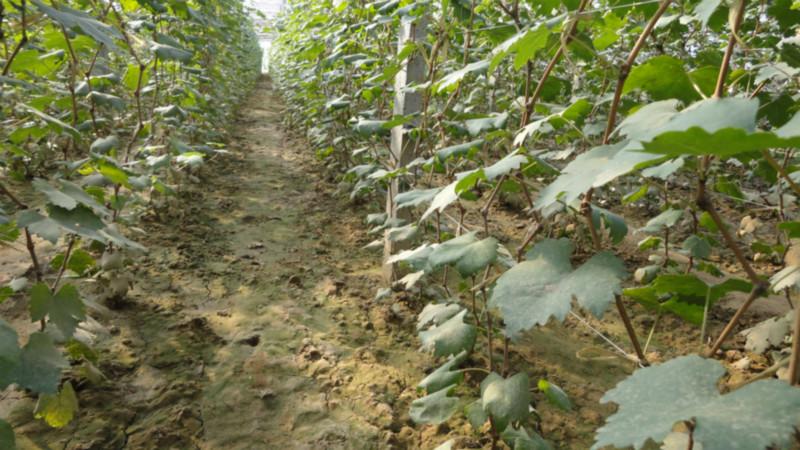 葡萄大量圖片/葡萄大量樣板圖 (2)