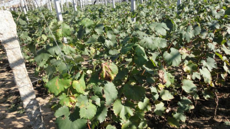 大批量圖片/大批量樣板圖 (4)