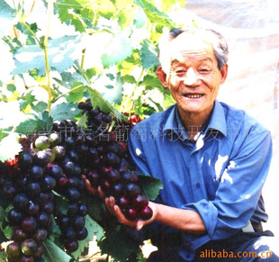 榮名葡萄四號批發(fā)圖片/榮名葡萄四號批發(fā)樣板圖 (3)