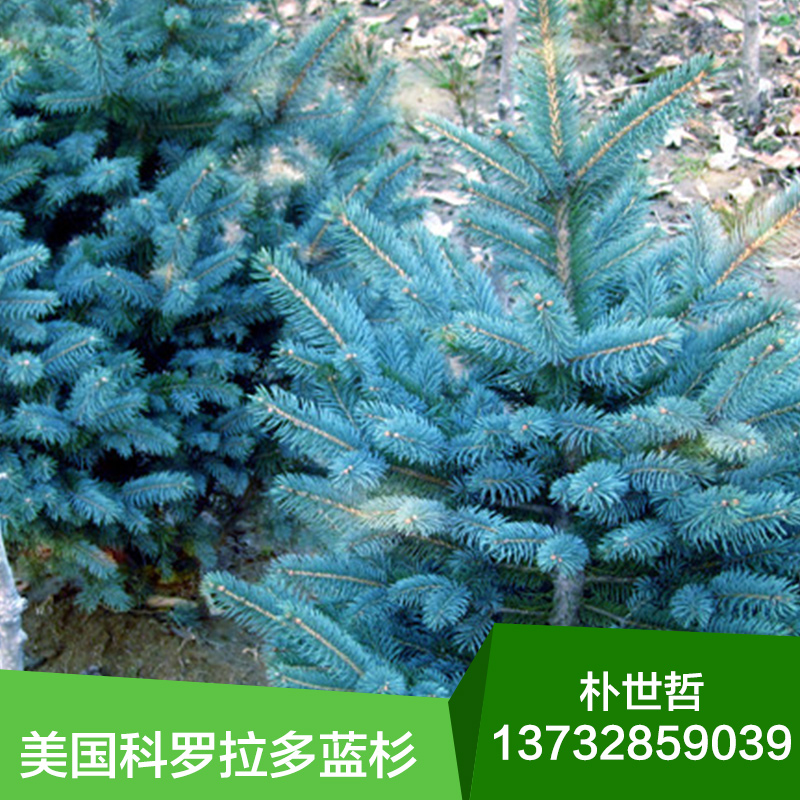 藍(lán)杉圖片/藍(lán)杉樣板圖 (2)