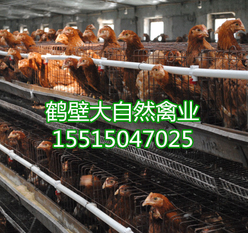 供應(yīng)廠家供應(yīng)_優(yōu)質(zhì)60天青年雞批發(fā)