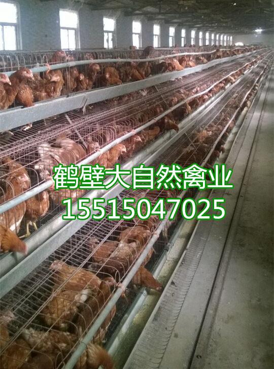 優(yōu)質(zhì)青年雞圖片/優(yōu)質(zhì)青年雞樣板圖 (3)